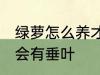 绿萝怎么养才会有垂叶 绿萝如何养才会有垂叶