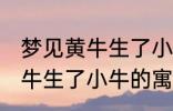 梦见黄牛生了小牛有什么兆头 梦见黄牛生了小牛的寓意是啥