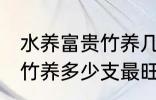 水养富贵竹养几支最旺运财 水养富贵竹养多少支最旺运财