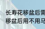 长寿花移盆后需要立刻浇水吗 长寿花移盆后用不用马上浇水