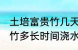 土培富贵竹几天浇一次水啊 土培富贵竹多长时间浇水一次