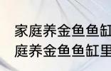 家庭养金鱼鱼缸里放什么水草好呢 家庭养金鱼鱼缸里放哪种水草好呢