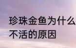 珍珠金鱼为什么总养不活 珍珠金鱼养不活的原因