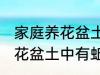 家庭养花盆土中有蚯蚓怎么办 家庭养花盆土中有蚯蚓的解决方法