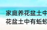 家庭养花盆土中有蚯蚓怎么办 家庭养花盆土中有蚯蚓的解决方法